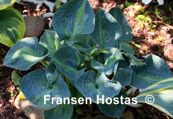 Hosta Rhino Hide